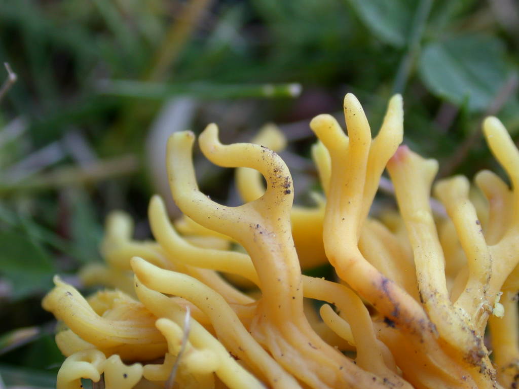 Calocera?